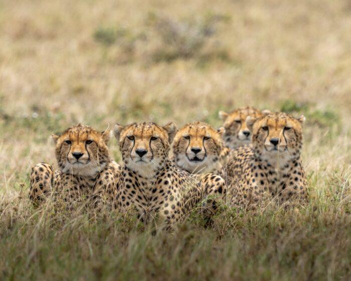 brown and black cheetah on brown grass field during daytime